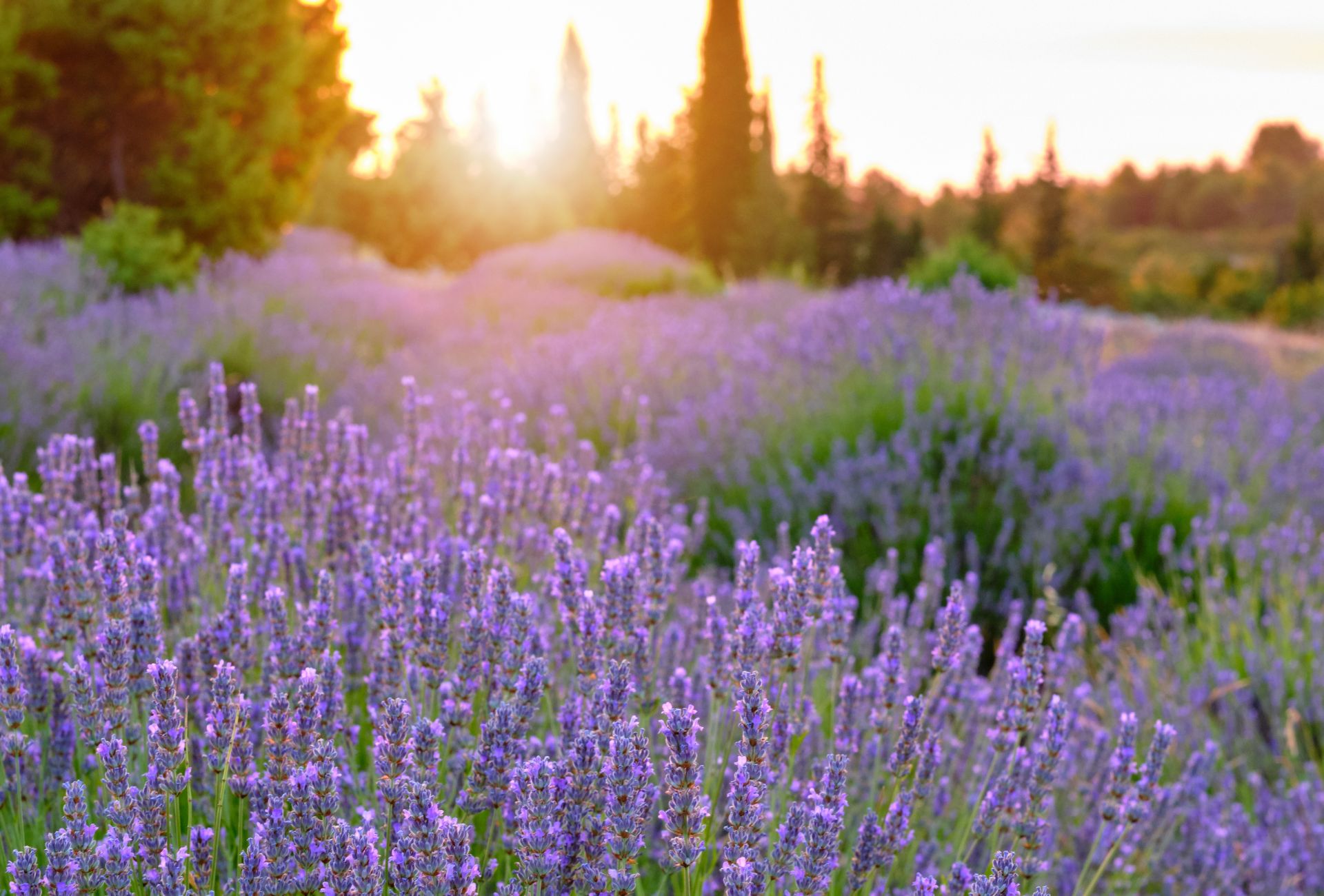 selo-brusje-lavanda